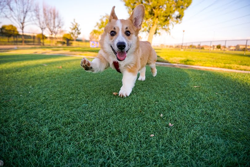 Filhote de corgi brincando na grama