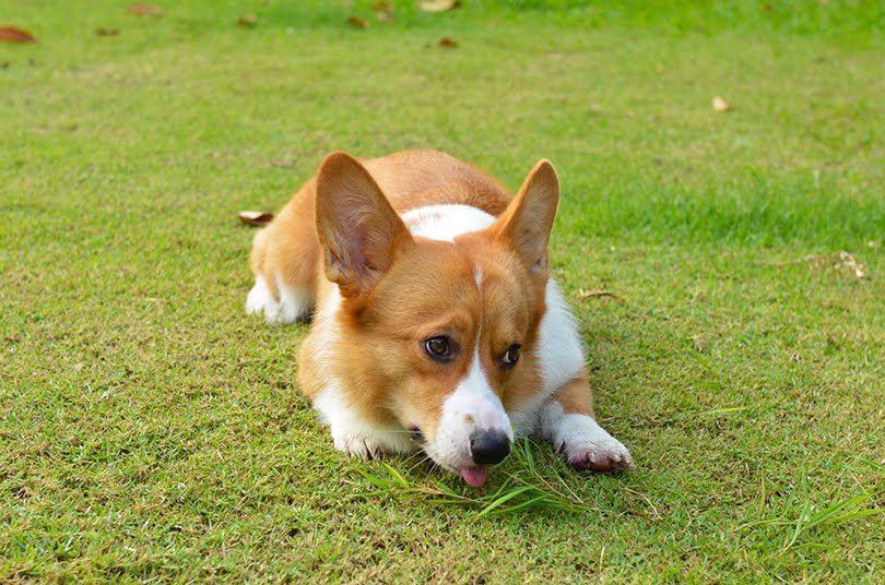 Corgi descansando