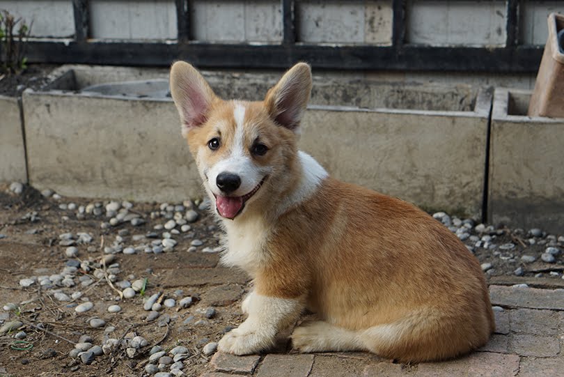 Filhote de corgi sentado