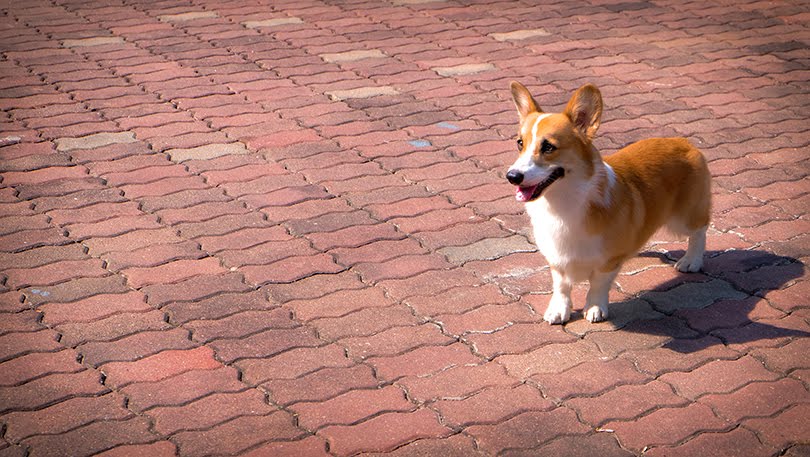 Corgi significa cão anão