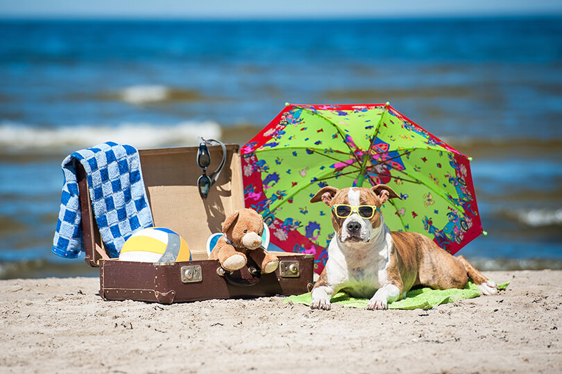 cachorro na praia