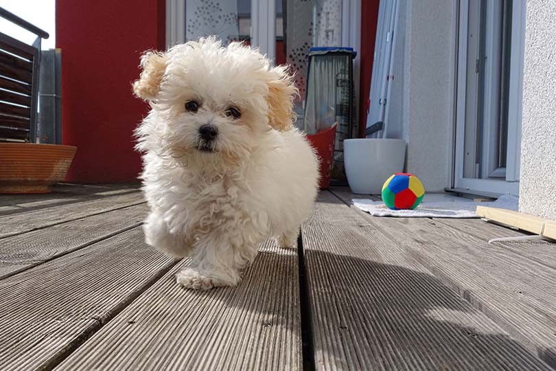 Na foto, um bichon frisé na varanda