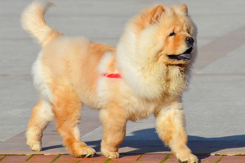 Na foto, um cachorro chow chow passeando