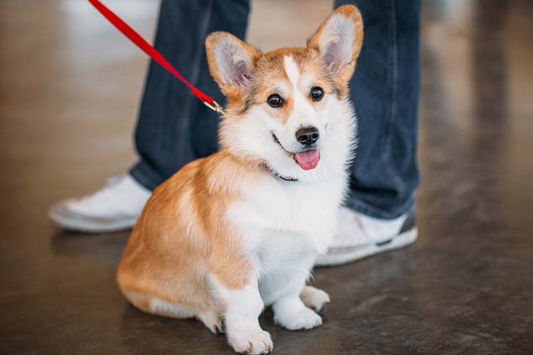 Corgi de guia vermelha