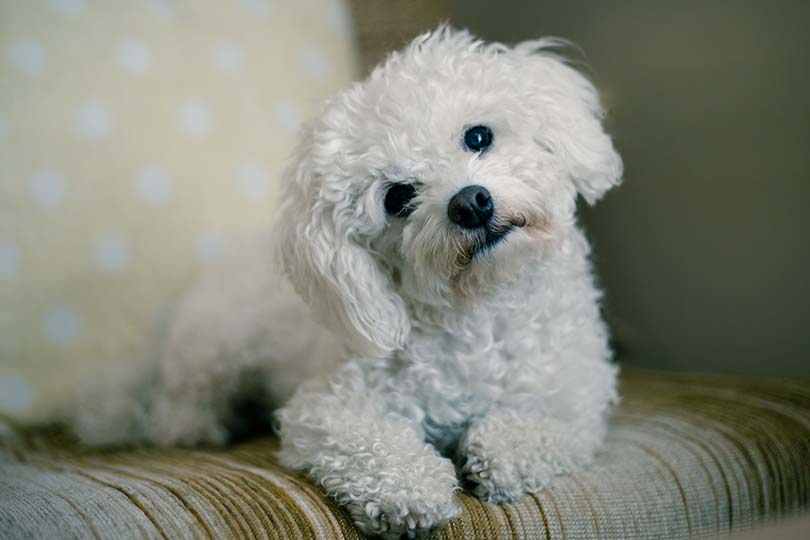 Na foto, cachorro da raça Coton de Tulear no sofá