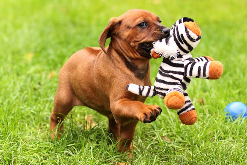 Dachshund é um exemplo de raça de cachorros fofos. na foto, um filhote com brinquedo na grama