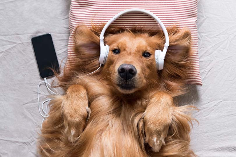 Cachorros fofos? Todos adoram! Confira uma lista de raças de pets que se encaixam nessa categoria. Na foto, um golden retriever deitado e com fone de ouvido