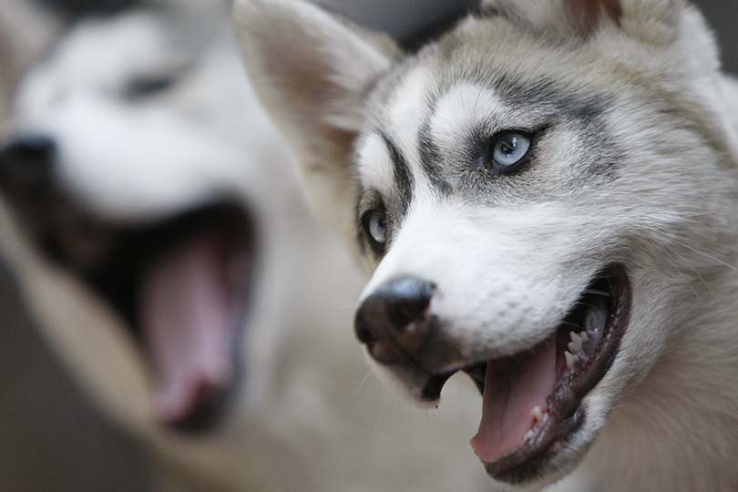 Na foto, dois huskys siberianos 