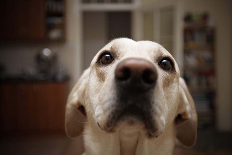 Na foto, labrador de orelhas baixas 