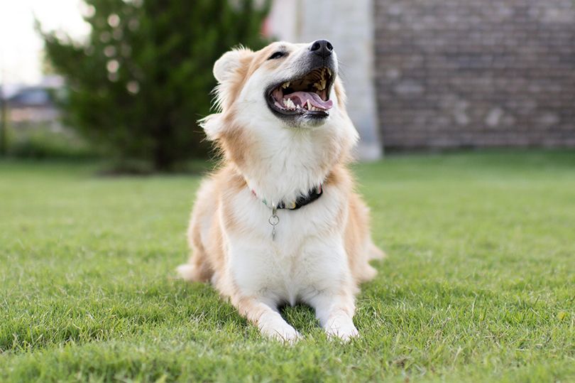 Na foto, cachorro deitado na grama e latindo