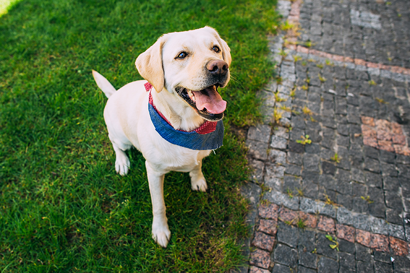 Na foto, cachorro sentado com bandana amarrada no pescoço.