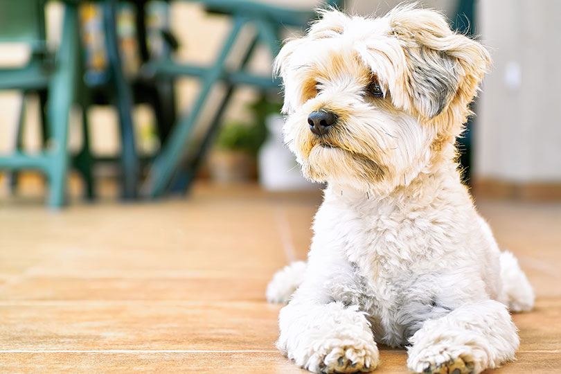 Na foto, Yorkshire Terrier tosado deitado no quintal