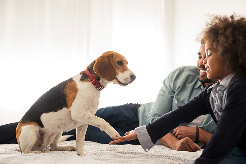 Os beagles têm muita energia e disposição para brincar