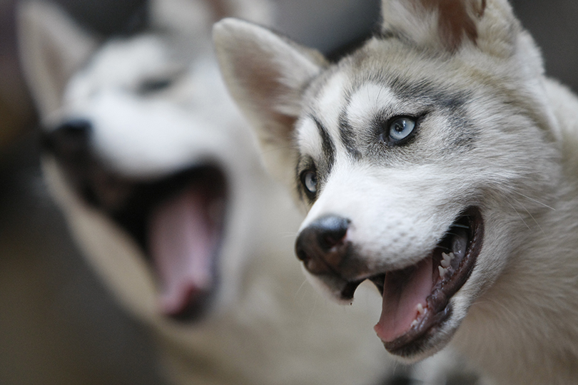 Husky siberiano é uma das raças que mais parecem com lobos