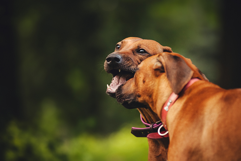 O que fazer em caso de mordida de cachorro?