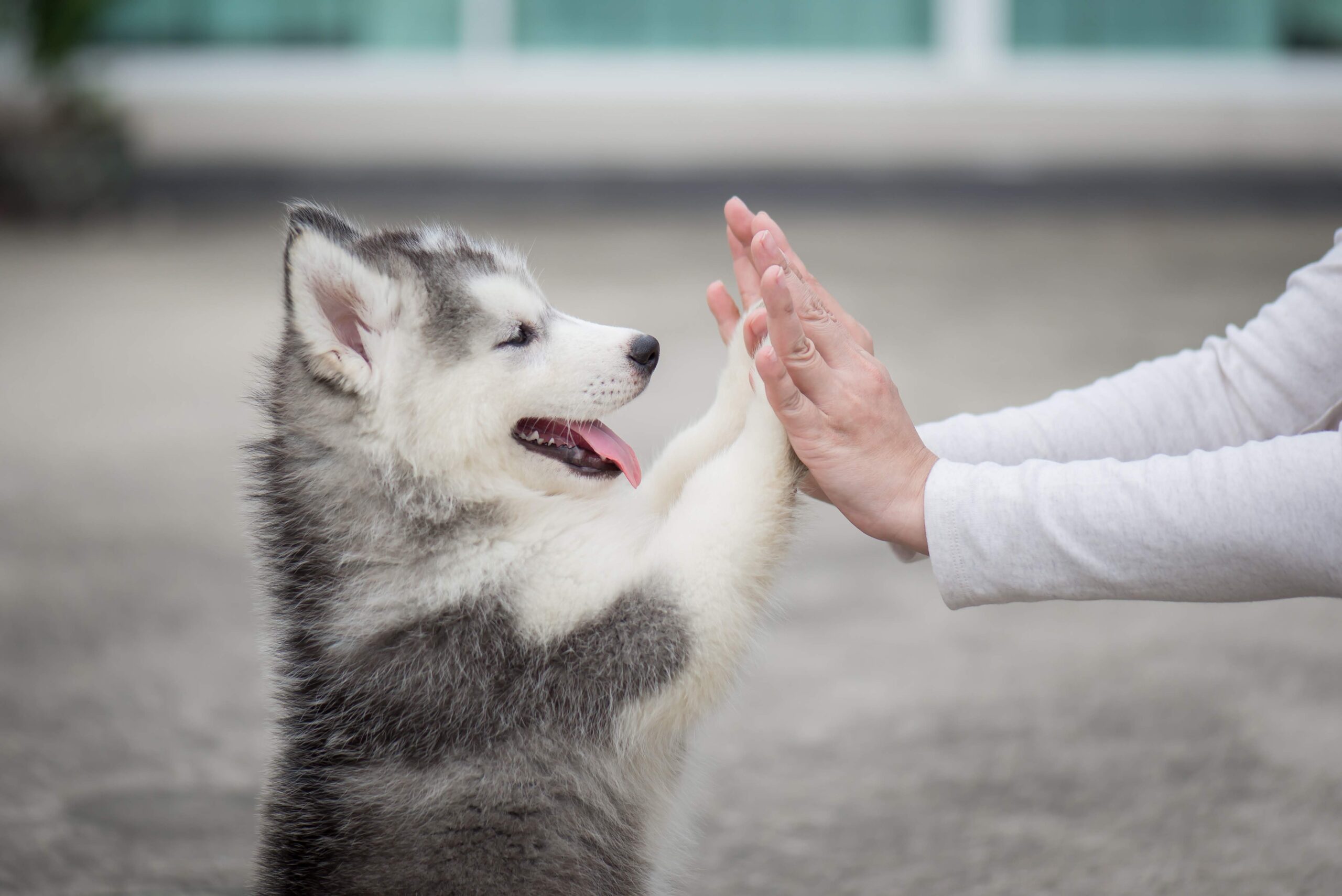 Husky filhote de pé