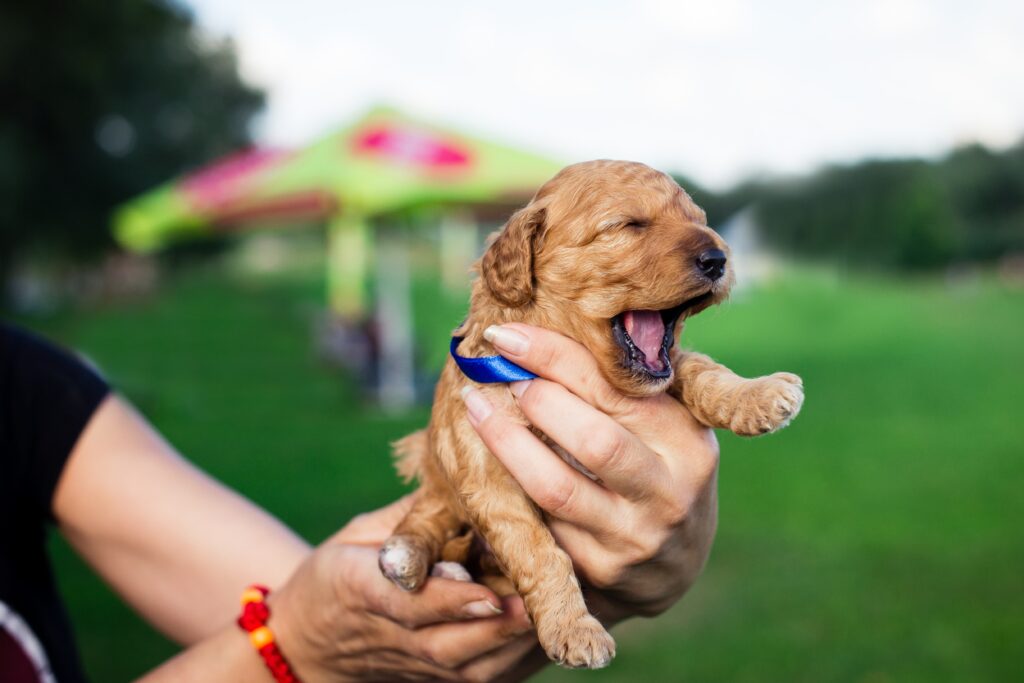 Filhote de cachorro bocejando