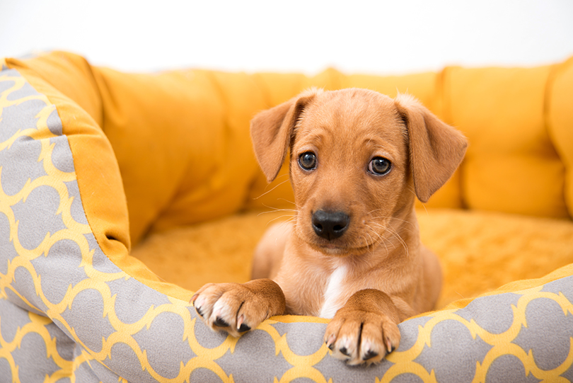 Filhote de cachorro na caminha laranja