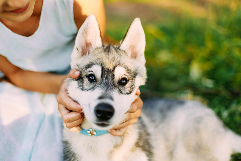 O cão lobo original tem caninos mais compridos do que os cachorros domésticos