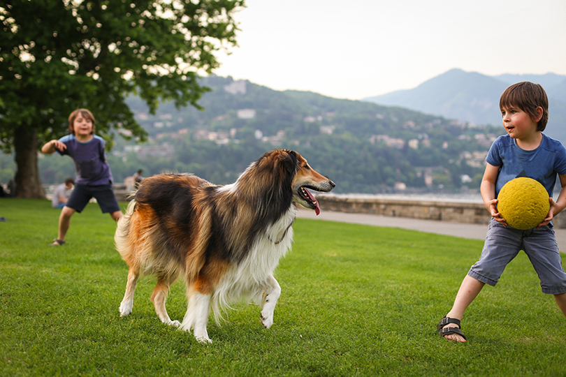 Collie é uma das melhores raças de cachorro para crianças