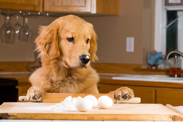 Golden retriever olhando para ovos