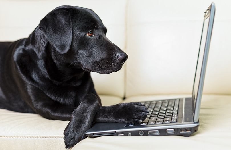 Como ganhar dinheiro trabalhando em casa? Com pets, é claro! 