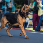 bloodhound passeando