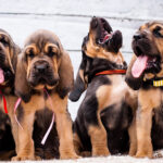 Grupo de filhotes de bloodhound