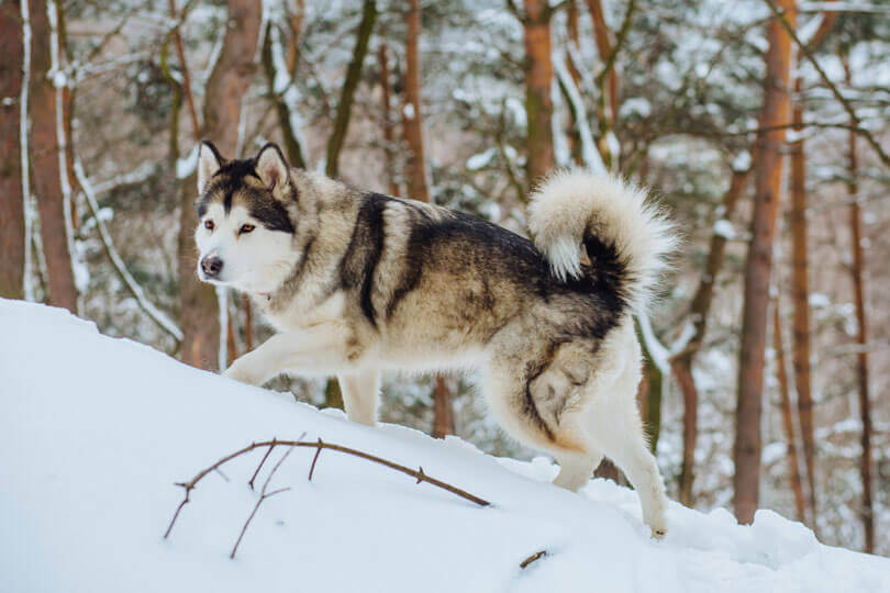 Malamute do alasca na neve