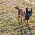 pastor belga malinois com graveto na boca