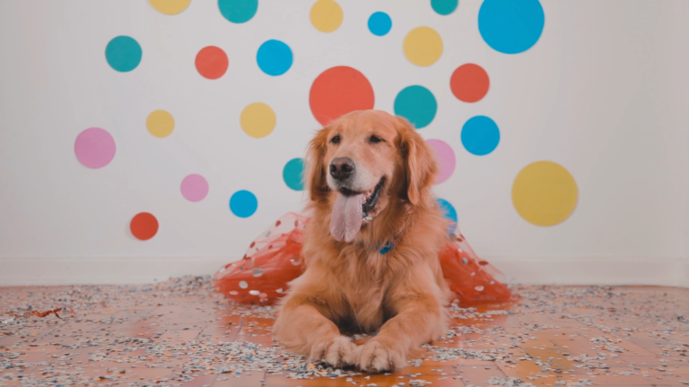 cachorro fantasiado bloco de carnaval