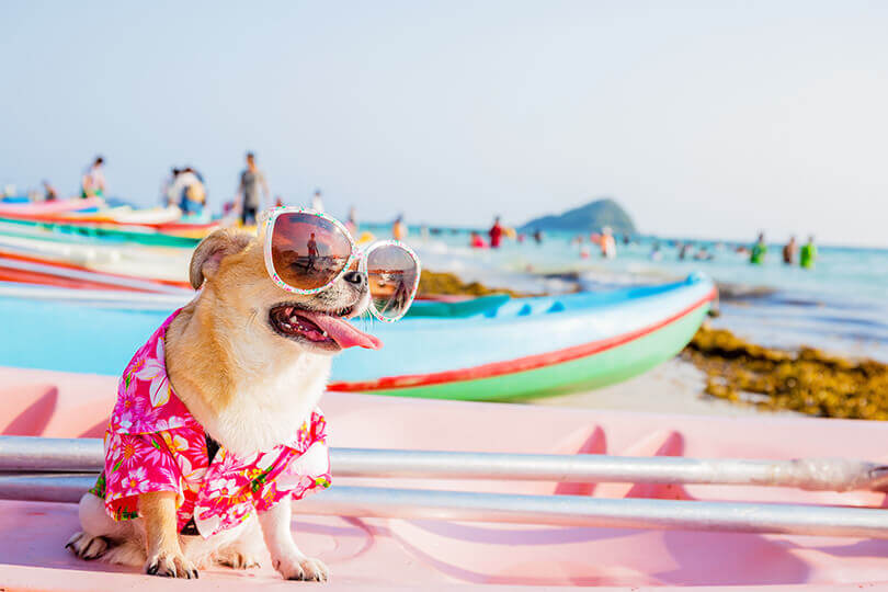 cachorro com calor na praia