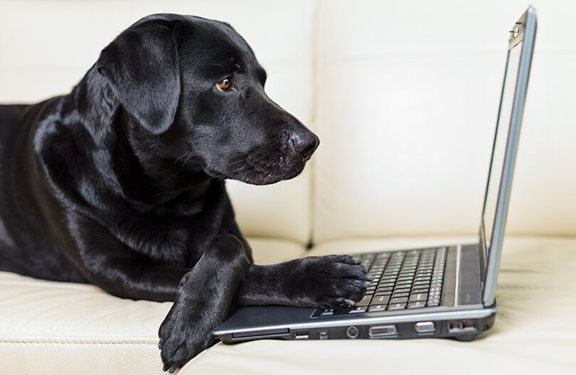 Antes de doar um cachorro, alguns passos devem ser seguidos