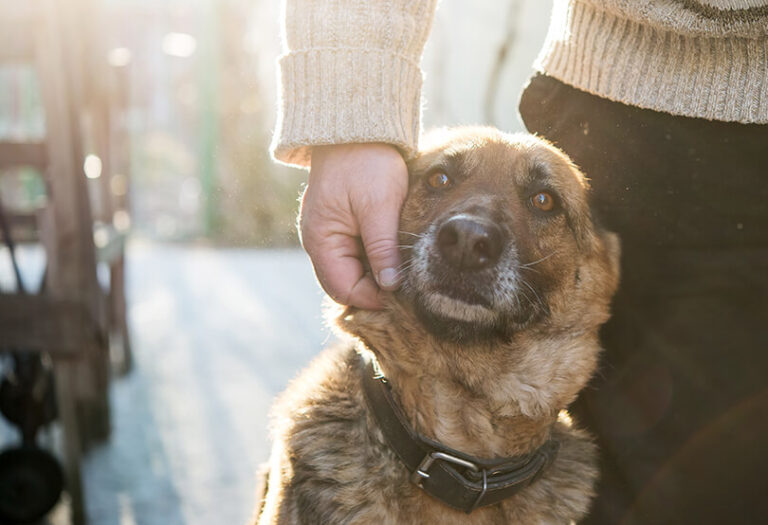 Doação de cachorro: tudo o que você precisa saber