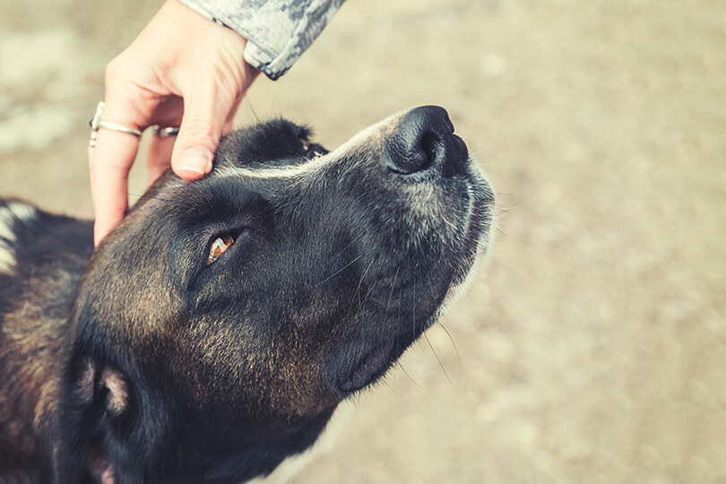 Assim como os filhotes, um cachorro idoso precisa de atenção especal em alguns detalhes antes da doação