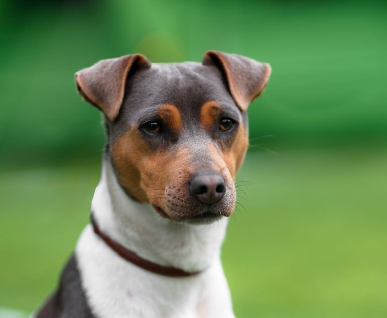 Na imagem temos um fox paulistinha, também conhecido como terrier brasileiro.