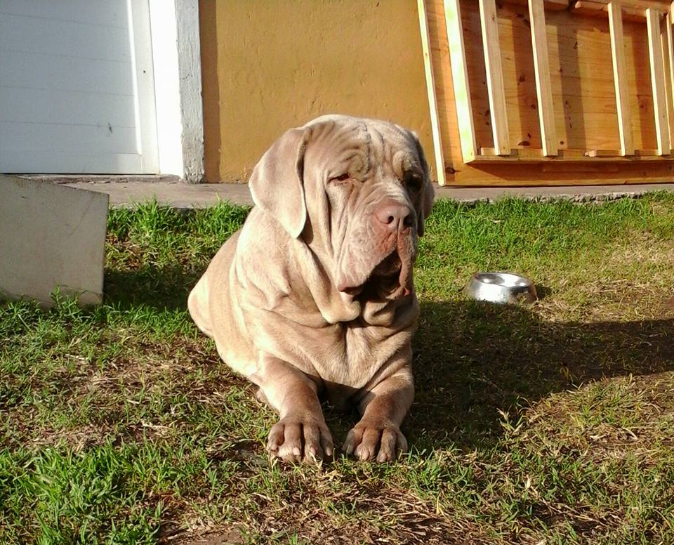 Na imagem, temos um mastim napolitano, uma das maiores raças de cães do mundo, descansando em um gramado ao lado de uma casa.