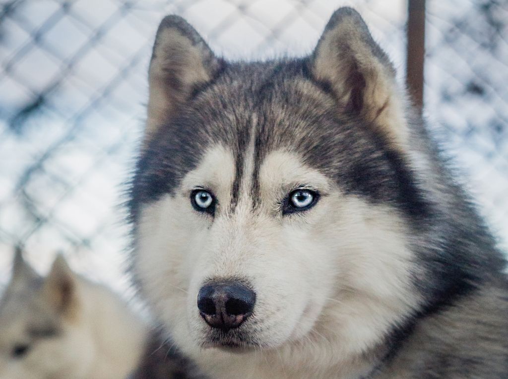 O Husky Siberiano é uma das raças mais famosas das semelhantes aos cachorro lobo.