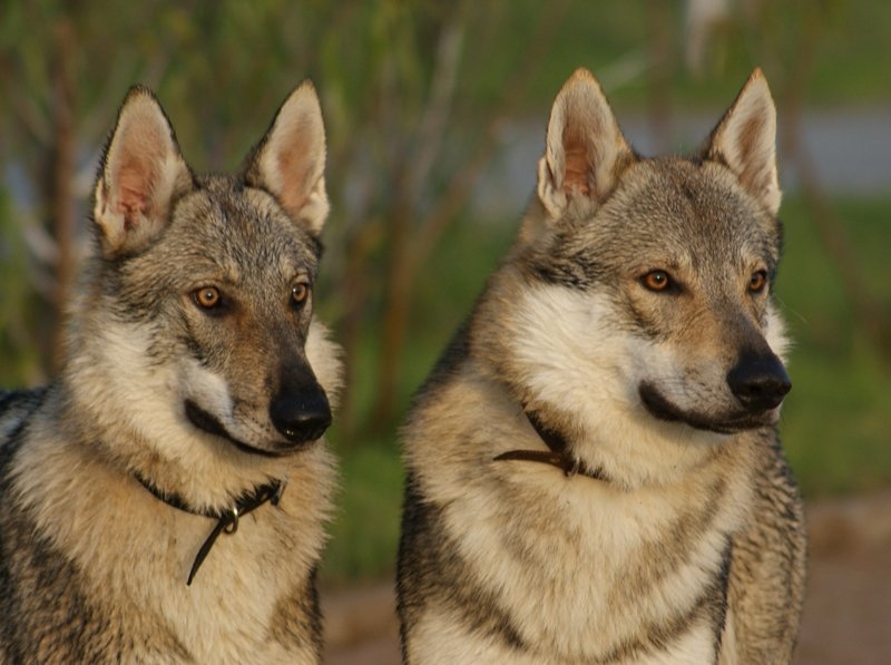 Na imagem temos dois Tamaskas, uma raça de cães originada da mistura de Husky Siberiano com Malamute do Alasca. Também é um cão muito parecido com o o cachorro lobo.