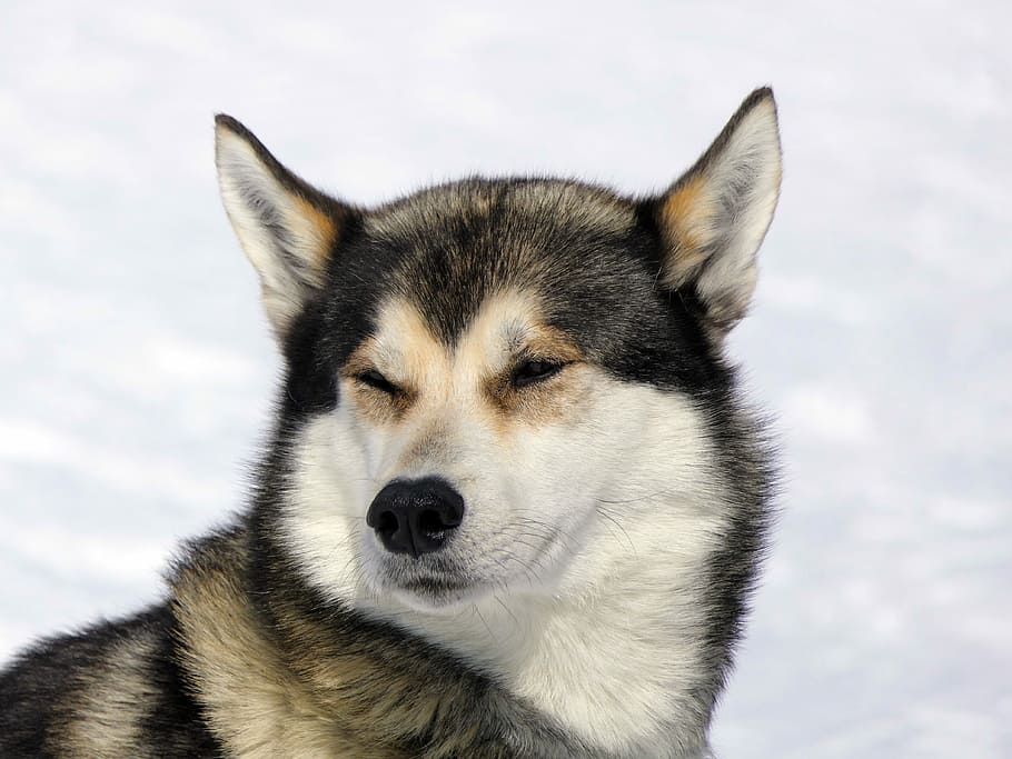 foto de um malamute do alasca