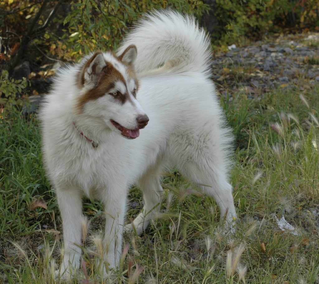 A imagem apresenta um cão esquimó canadense. Muito usado no passado para puxar trenos.