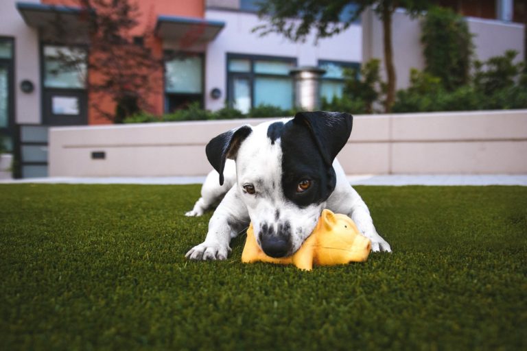 Um cachorro brincando com brinquedos feitos em casa.