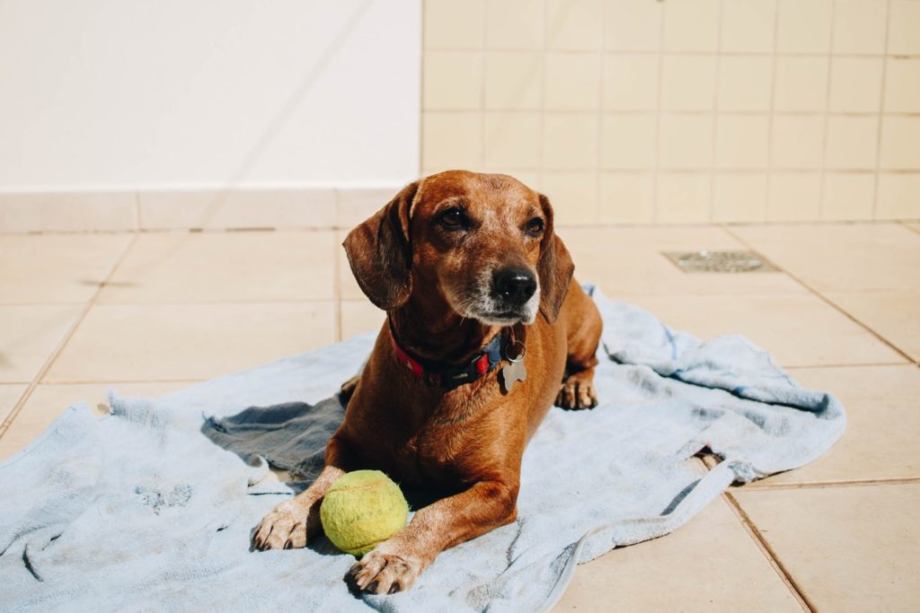 Um cãozinho brincando com brinquedos para cachorro feitos em casa.