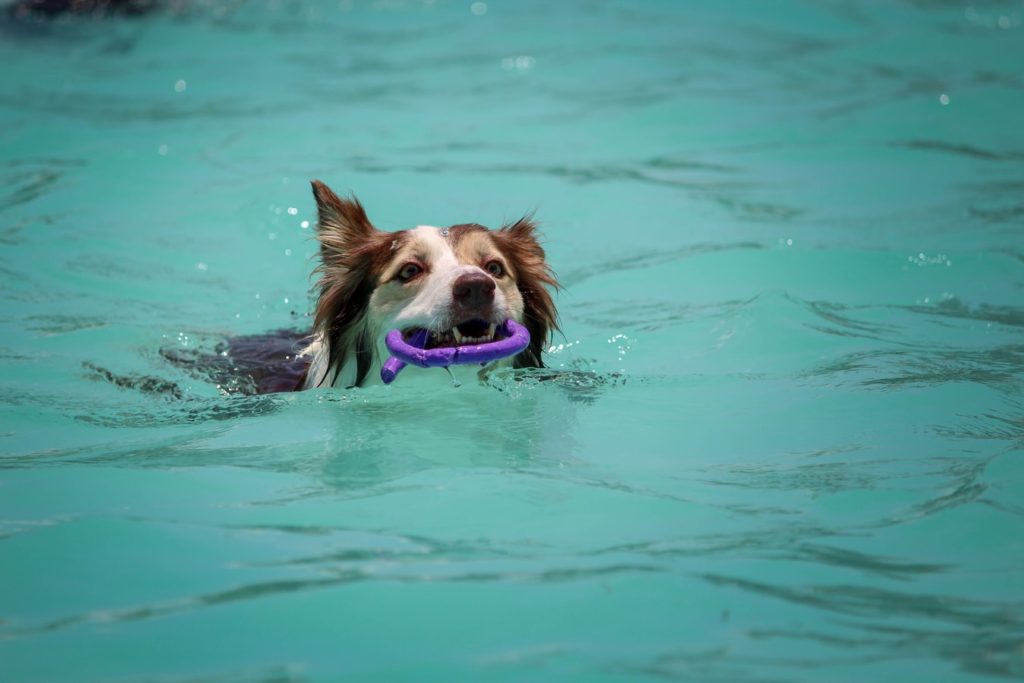 Como fazer brinquedos para cachorro pode ser uma tarefa bacana, a imagem apresenta um cãozinho com um brinquedo caseiro em uma piscina.