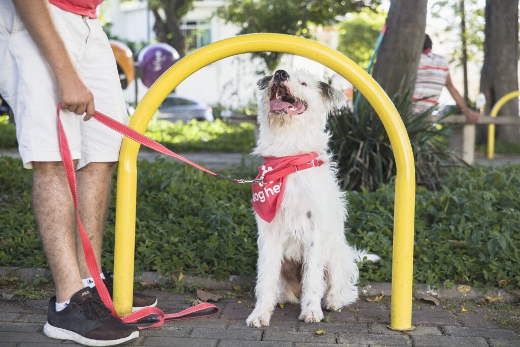 O adestramento de cães pode ser visto na imagem através de um dono ensinando o cachorro a ficar.