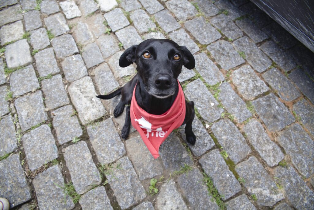 Um cão sendo adestrado para aprender como sentar.