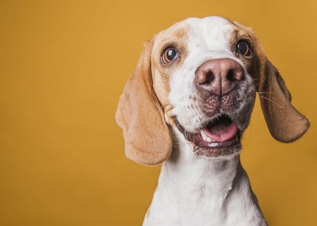 Um cãozinho velho para representar como calcular a idade de cachorro em anos humanos.