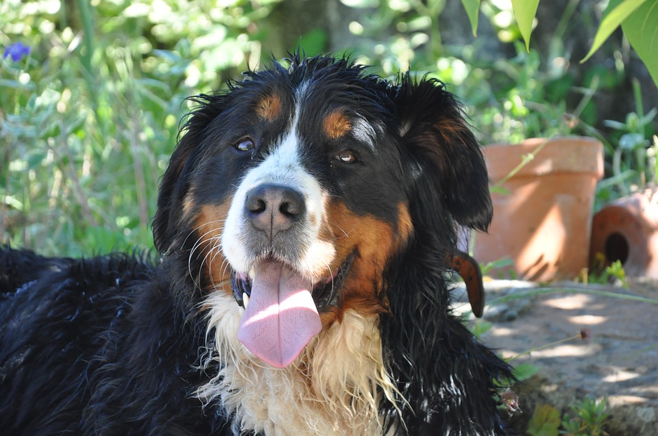 Na imagem, um bernese, o cão conhecido como boiadeiro de berna está sentado com a língua de fora e os pelos molhados.