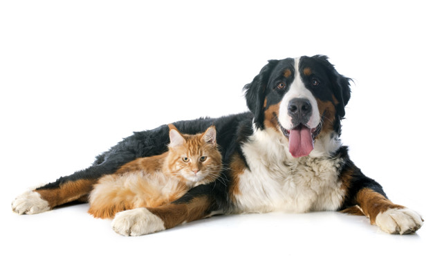 A dieta para cães e gatos sendo representada em uma imagem de um bernese e um gatinho juntos.