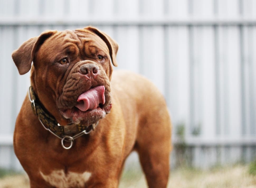 Um dogue de bordeaux de língua para fora.